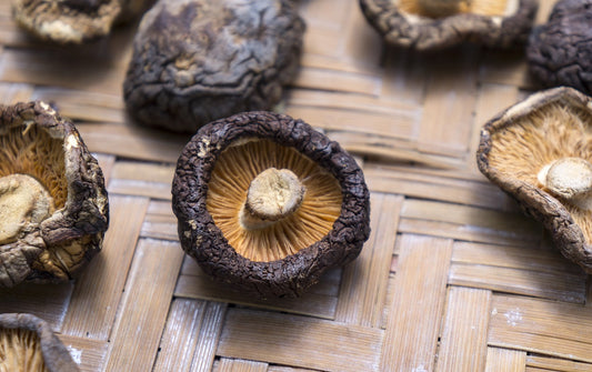 Lentinula Edodes the Shiitake Mushroom Benefits